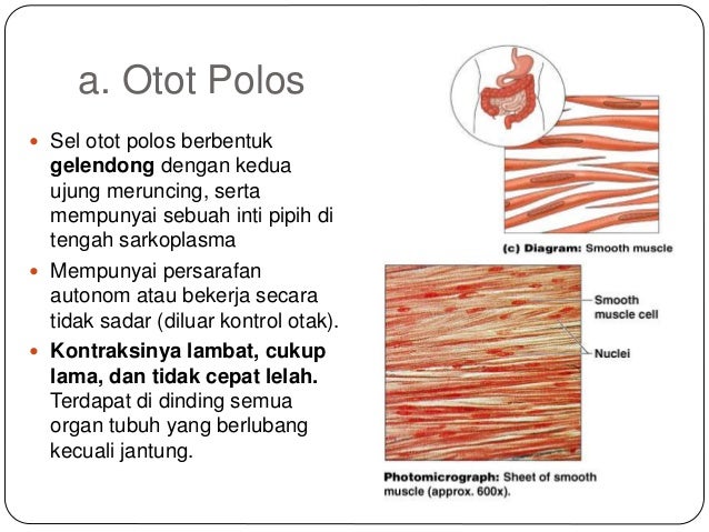 Jaringan pada hewan 