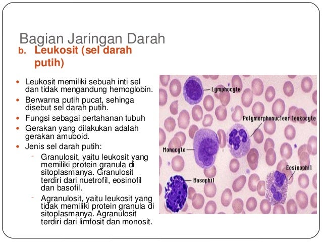 Jaringan pada hewan 