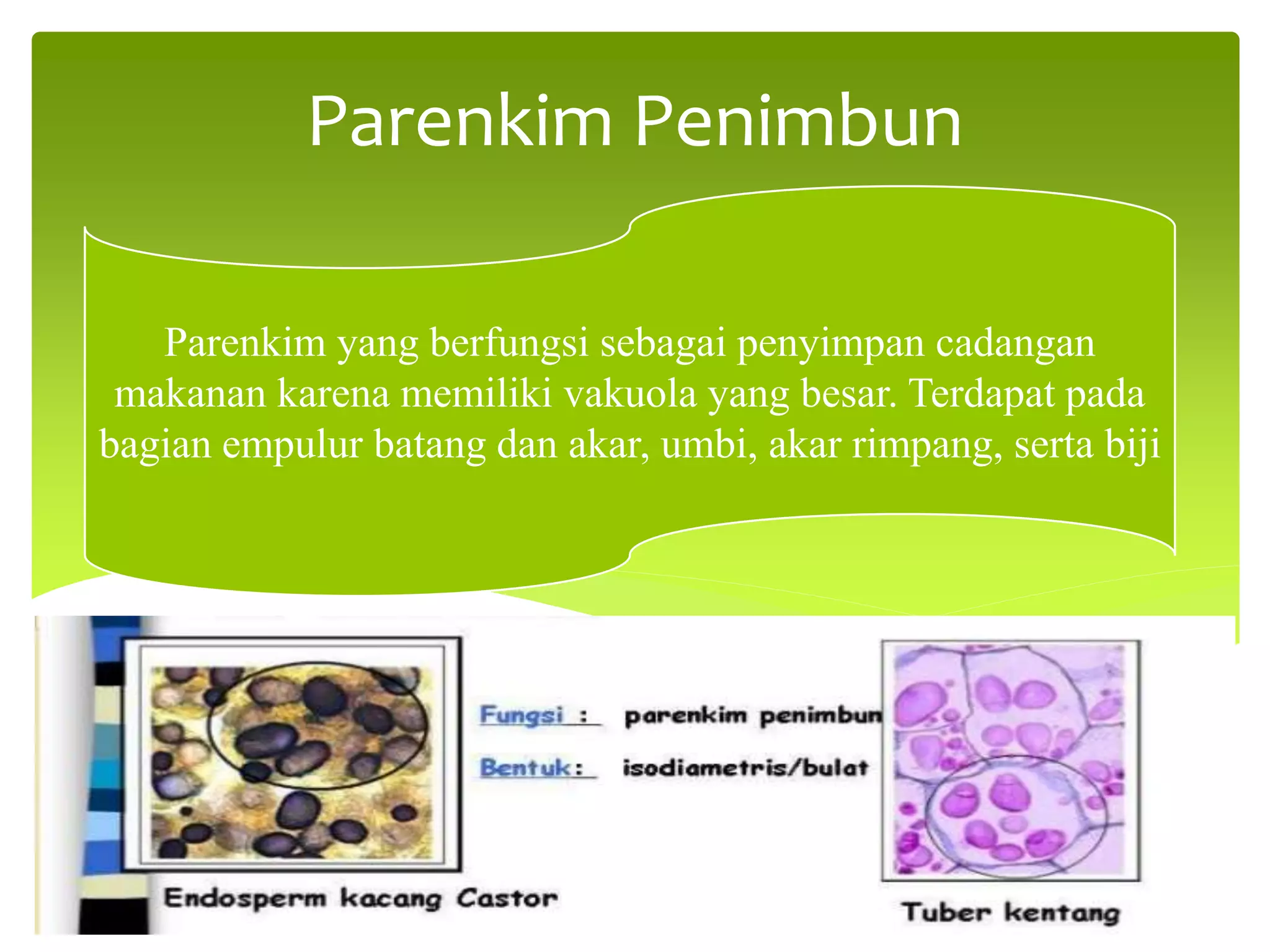 Jaringan parenkim | PPTX