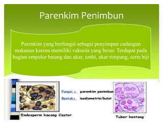 Parenkim Penimbun
Parenkim yang berfungsi sebagai penyimpan cadangan
makanan karena memiliki vakuola yang besar. Terdapat pada
bagian empulur batang dan akar, umbi, akar rimpang, serta biji
 