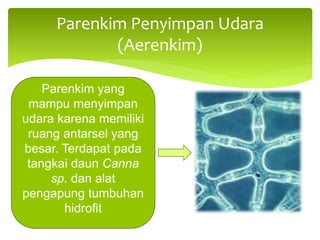 Parenkim Penyimpan Udara
(Aerenkim)
Parenkim yang
mampu menyimpan
udara karena memiliki
ruang antarsel yang
besar. Terdapat pada
tangkai daun Canna
sp. dan alat
pengapung tumbuhan
hidrofit
 