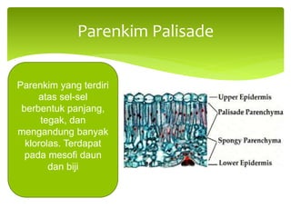 Parenkim Palisade
Parenkim yang terdiri
atas sel-sel
berbentuk panjang,
tegak, dan
mengandung banyak
klorolas. Terdapat
pada mesofi daun
dan biji
 