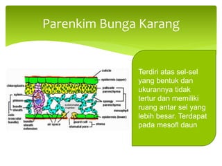 Parenkim Bunga Karang
Terdiri atas sel-sel
yang bentuk dan
ukurannya tidak
tertur dan memiliki
ruang antar sel yang
lebih besar. Terdapat
pada mesofl daun
 