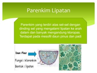 Parenkim Lipatan
Parenkim yang terdiri atas sel-sel dengan
dinding sel yang mengalami lipatan ke arah
dalam dan banyak mengandung kloropas.
Terdapat pada mesofil daun pinus dan padi
 