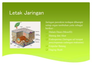 Letak Jaringan
Jaringan parenkim terdapat dihampir
setiap organ tumbuhan yaitu sebagai
berikut :
 Dalam Daun (Mesofil)
 Batang dan Akar
 Endosperma (Jaringan sel tempat
penyimpanan cadangan makanan)
 Empulur Batang
 Daging Buah
 