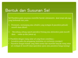 Bentuk dan Susunan Sel
Sel Parenkim pada umumnya memiliki bentuk sidoiametris akan tetapi ada juga
yang berbentuk lain yaitu
1. Perismatis, memanjang atau silindris yang terdapat di parenkim palisade
mesofil daun dikotil
2. Bercabang cabang seperti parenkim bintang atau aktinenkin pada mesofil
daun canna sp dan juncus sp
3. Parenkim dengan ruang antar sel yang besar contohnya :
• Aerenkim pada alat pengapung tumbuhan air (eichornia crassiper)
• Parenkim dengan bentuk yang tidak teratur dan memiliki banyak ruang antar
sel, terdapat di mesofil daun (parenkim spons atau parenkim bunga karang)
 