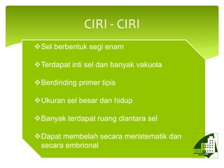 CIRI - CIRI
Sel berbentuk segi enam
Terdapat inti sel dan banyak vakuola
Berdinding primer tipis
Ukuran sel besar dan hidup
Banyak terdapat ruang diantara sel
Dapat membelah secara meristematik dan
secara embrional
 
