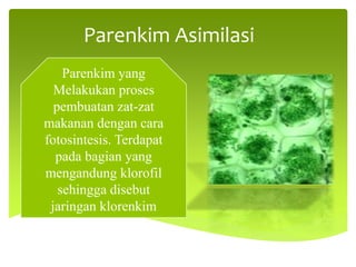 Parenkim Asimilasi
Parenkim yang
Melakukan proses
pembuatan zat-zat
makanan dengan cara
fotosintesis. Terdapat
pada bagian yang
mengandung klorofil
sehingga disebut
jaringan klorenkim
 