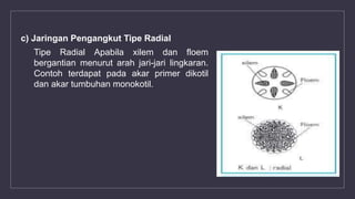c) Jaringan Pengangkut Tipe Radial
Tipe Radial Apabila xilem dan floem
bergantian menurut arah jari-jari lingkaran.
Contoh terdapat pada akar primer dikotil
dan akar tumbuhan monokotil.
 