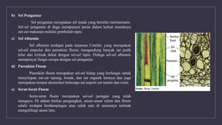 b) Sel Pengantar
Sel pengantar merupakan sel muda yang bersifat meristematis.
Sel-sel pengantar di duga mempunyai peran dalam keluar masuknya
zat-zat makanan melalui pembuluh tapis.
c) Sel Albumin
Sel albumin terdapat pada tanaman Conifer, yang merupakan
sel-sel empulur dan parenkim floem, mengandung banyak zat putih
telur dan terletak dekat dengan sel-sel tapis. Diduga sel-sel albumin
mempunyai fungsi serupa dengan sel pengantar.
d) Parenkim Floem
Parenkim floem merupakan sel-sel hidup yang berfungsi untuk
menyimpan zat-zat tepung, lemak, dan zat organik lainnya dan juga
merupakan tempat akumulasi beberapa zat seperti zat tannin dan resin.
e) Serat-Serat Floem
Serat-serat floem merupakan sel-sel jaringan yang telah
mengayu. Di dalam berkas pengangkut, unsur-unsur xilem dan floem
selalu terdapat berdampingan atau salah satu di antaranya terletak
mengelilingi unsur lain.
 