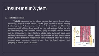 Unsur-unsur Xylem
a. Trakeid dan trakea
Trakeid merupakan sel-sel tabung panjang dan sempit dengan ujung
meruncing. Seperti halnya trakeid, trakea juga merupakan sel-sel tabung
berdinding tebal. Perbedaannya, sel-sel trakea lebih pendek dan lebih lebar
daripada trakeid sehingga lebih banyak air yang melewatinya. Selain itu, sel-
sel trakea berujung rata. Pada saat matang, ujung dinding sel tersebut melarut
dan isi sitoplasmanya mati. Hasilnya adalah suatu pembuluh mati yang
sambung-menyambung sebagai tempat mengalirnya air dan garam-garam
mineral. Semua tumbuhan berpembuluh memiliki trakeid, tetapi trakea hanya
terdapat pada tumbuhan Angiospermae. Dan berfungsi sebagai alat
pengangkut air dan garam dari tanah.
 