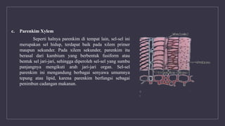 c. Parenkim Xylem
Seperti halnya parenkim di tempat lain, sel-sel ini
merupakan sel hidup, terdapat baik pada xilem primer
maupun sekunder. Pada xilem sekunder, parenkim itu
berasal dari kambium yang berbentuk fusiform atau
bentuk sel jari-jari, sehingga diperoleh sel-sel yang sumbu
panjangnya mengikuti arah jari-jari organ. Sel-sel
parenkim ini mengandung berbagai senyawa umumnya
tepung atau lipid, karena parenkim berfungsi sebagai
penimbun cadangan makanan.
 