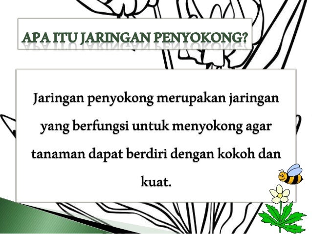 Jaringan Penyokong Pada Tumbuhan