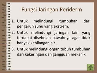 Fungsi Jaringan Periderm
1. Untuk melindungi tumbuhan dari
pengaruh suhu yang ekstrem.
2. Untuk melindungi jaringan lain yang
terdapat disebelah bawahnya agar tidak
banyak kehilangan air.
3. Untuk melindungi organ tubuh tumbuhan
dari kekeringan dan gangguan mekanik.
 