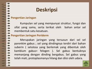 Deskripsi
Pengertian Jaringan
Kumpulan sel yang mempunyai struktur, fungsi dan
sifat yang sama, serta terikat oleh bahan antar sel
membentuk satu kesatuan.
Pengertian Jaringan Periderm
Merupakan jaringan yang tersusun dari sel sel
parenkim gabus ; sel yang dindingnya terdiri dari bahan
suberin ( selulosa yang berlemak yang dibentuk oleh
kambium gabus= felogen ). Sel gabus bentuknya
memanjang dengan dinding bergabus. Sel gabus yang
telah mati, protoplasmanya hilang dan diisi oleh udara.
 