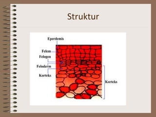 Struktur
 