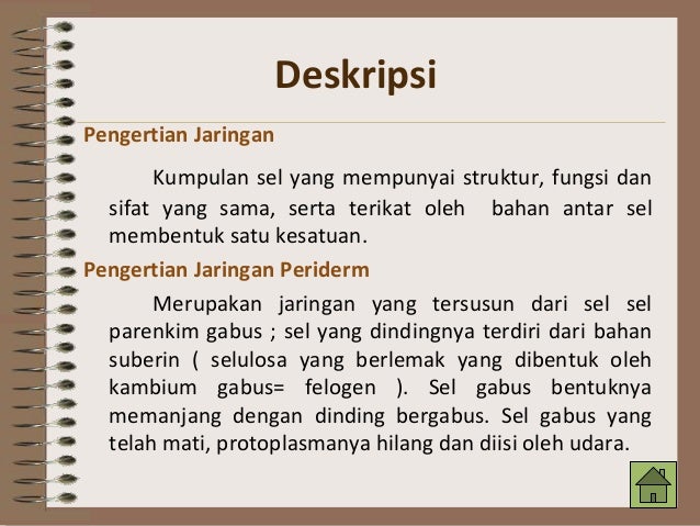Jaringan periderm