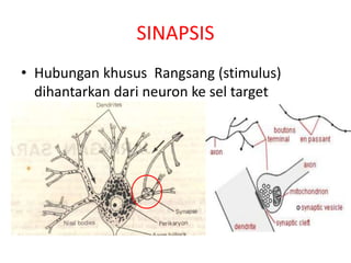 SINAPSIS
• Hubungan khusus Rangsang (stimulus)
dihantarkan dari neuron ke sel target
 