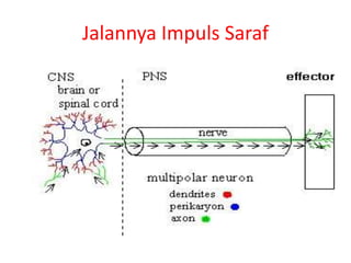 Jalannya Impuls Saraf
 