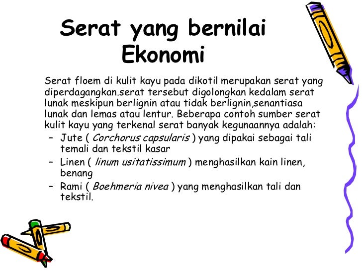 Jaringan sklerenkim