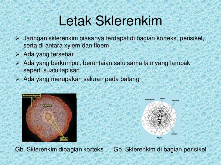 Jaringan Sklerenkim