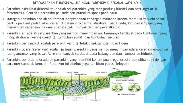 Jaringan Tumbuhan