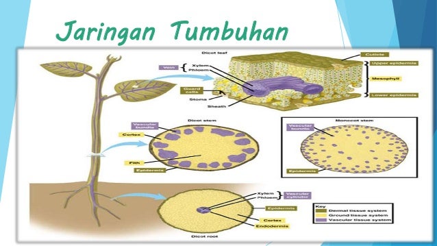 Jaringan Tumbuhan 