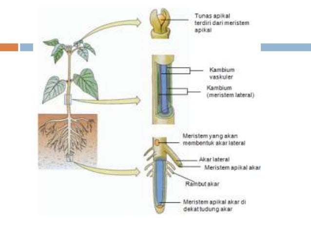 Jaringan tumbuhan