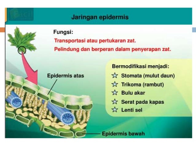 Jaringan tumbuhan Jaringan tumbuhan