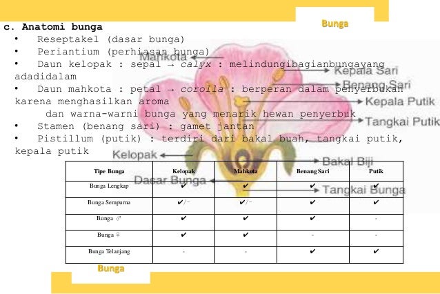 Jaringan tumbuhan