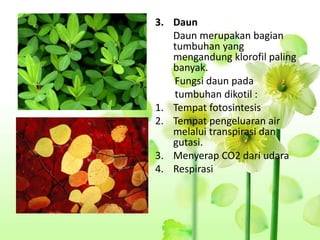 Bagian daun yang paling banyak mengandung klorofil adalah
