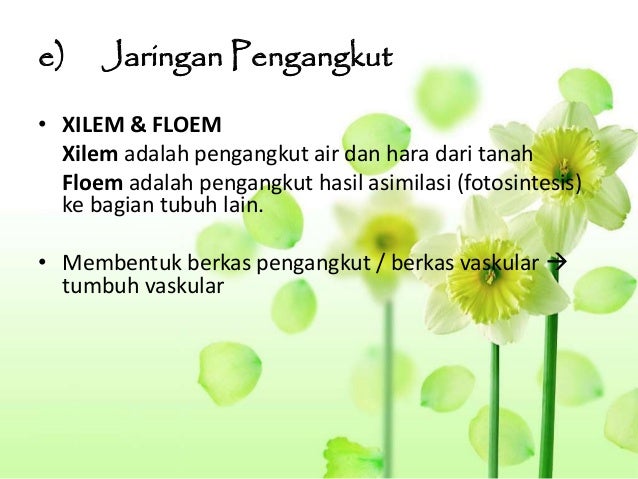 Jaringan Tumbuhan 53507639