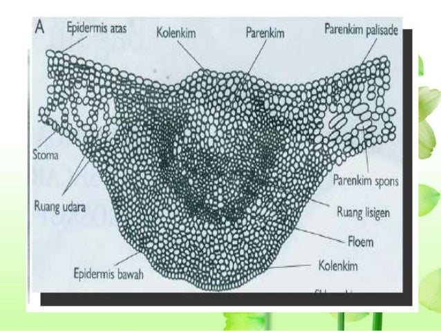 Jaringan tumbuhan Jaringan tumbuhan