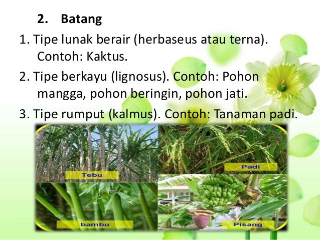 Jaringan tumbuhan
