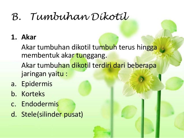 Jaringan tumbuhan