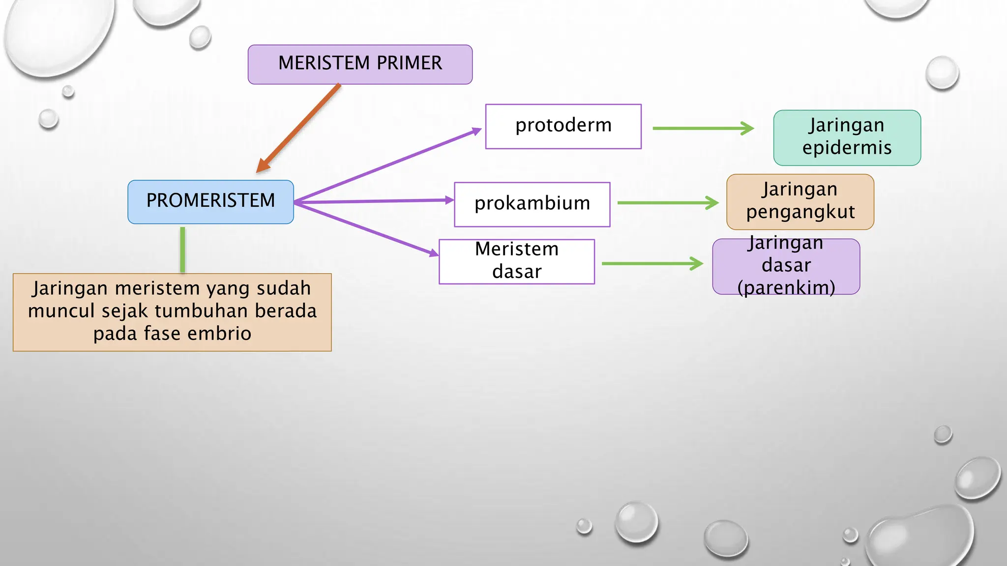 Pengertian, jenis-jenis dan ciri-ciri JARINGAN TUMBUHAN materi kelas XI ...