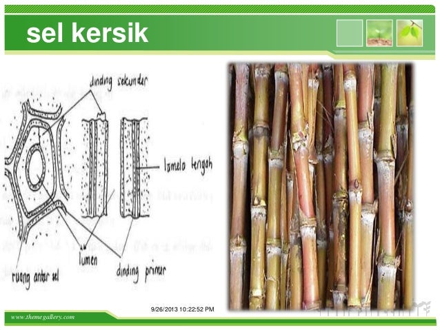 Jaringan Tumbuhan 26605286