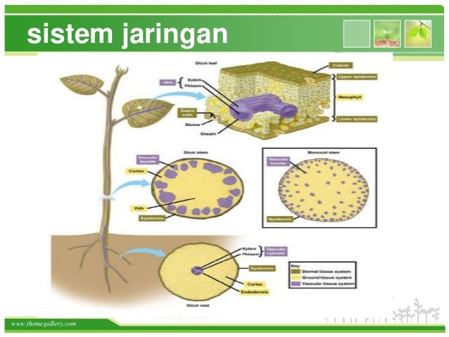  Jaringan  tumbuhan 