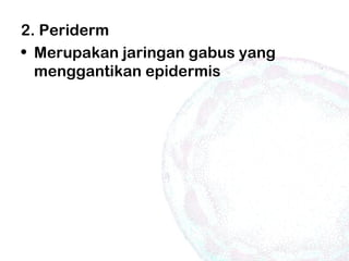 2. Periderm
• Merupakan jaringan gabus yang
menggantikan epidermis
 