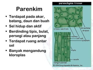 Parenkim
• Terdapat pada akar,
batang, daun dan buah
• Sel hidup dan aktif
• Berdinding tipis, bulat,
persegi atau panjang
• Terdapat ruang antar
sel
• Banyak mengandung
kloroplas
 