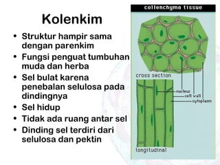 Kolenkim
• Struktur hampir sama
dengan parenkim
• Fungsi penguat tumbuhan
muda dan herba
• Sel bulat karena
penebalan selulosa pada
dindingnya
• Sel hidup
• Tidak ada ruang antar sel
• Dinding sel terdiri dari
selulosa dan pektin
 