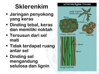 Sklerenkim
• Jaringan penyokong
yang keras
• Dinding tebal, keras
dan memiliki noktah
• Tersusun dari sel
mati
• Tidak terdapat ruang
antar sel
• Dinding sel
mengandung
selulosa dan lignin
 