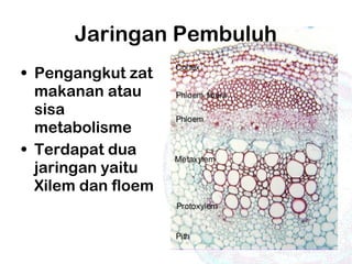 • Pengangkut zat
makanan atau
sisa
metabolisme
• Terdapat dua
jaringan yaitu
Xilem dan floem
Jaringan Pembuluh
 