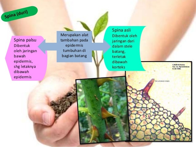 Fungsi Modifikasi Batang Tebu - Notable k