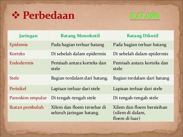 Perbedaan akar dikotil dan monokotil dalam bentuk tabel