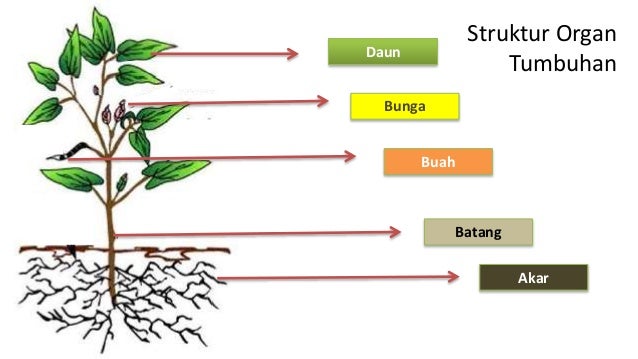 Jaringan Tumbuhan Akar