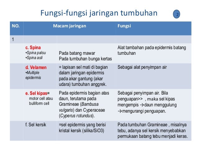 Bab 2 Jaringan Tumbuhan