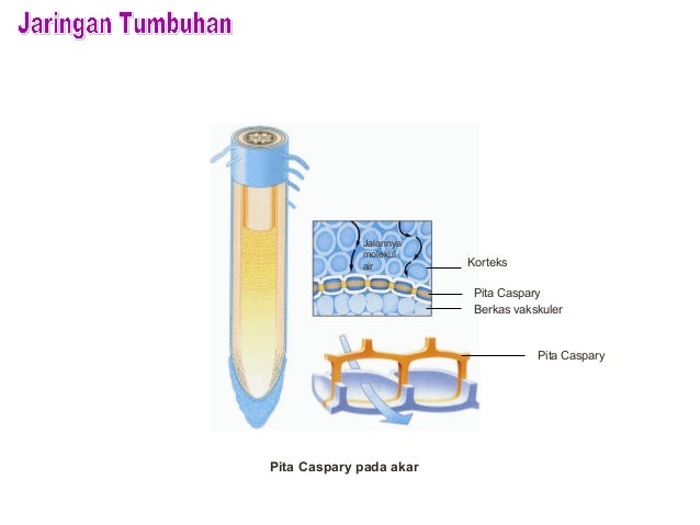 Bab 2 Jaringan Tumbuhan 