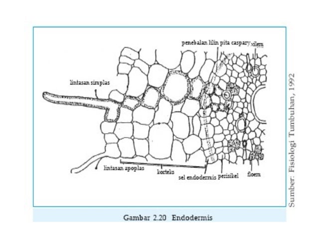 Bab 2 Jaringan Tumbuhan 