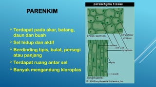 PARENKIM
 Terdapat pada akar, batang,
daun dan buah
 Sel hidup dan aktif
 Berdinding tipis, bulat, persegi
atau panjang
 Terdapat ruang antar sel
 Banyak mengandung kloroplas
 